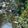 Sparklecreek @climatejustice.social profil fotoğrafı