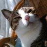 Фото профиля 家のもふもふが最高
