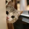 Фото профиля ねこさん