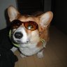 Profilbild von タヌコーギー