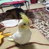 ももぴーち 的头像