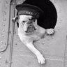 Jasper Beardsley's profile picture