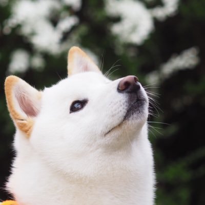 柴犬ラッテ's profile picture