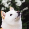 Фото профиля 柴犬ラッテ