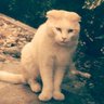 智にゃん's profile picture