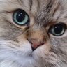 うさぎ かめ#沖縄は日本だ! profil fotoğrafı
