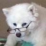 Old Dog 4 Change's profile picture
