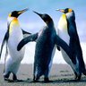 Mary Sahinen's profile picture