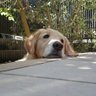 goldenkomame profil fotoğrafı