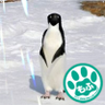 ガットピングイノ🐱🐧Gatto pinguino 的头像