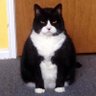 すねこすり系ローレイ 的头像