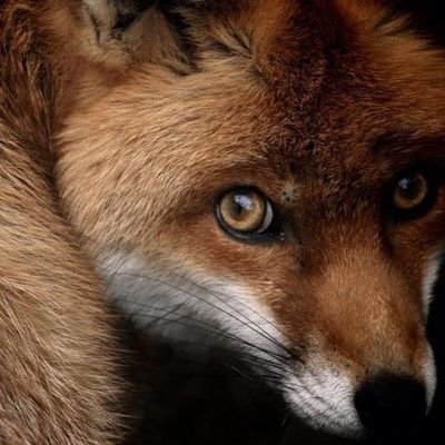 Mamox__'s profile picture