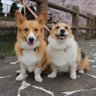 ばんこ's profile picture