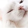 ねこ社長 的头像