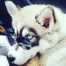 Harun Sevinç 🐺🇹🇷 profil fotoğrafı