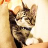 まゆこ's profile picture