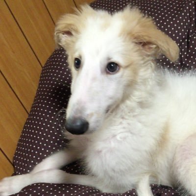 がんぼるぞい®︎ 💪🐶✨borzoi ボルゾイ's profile picture