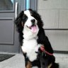 LAPA's profile picture