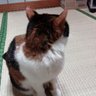 🐻🍡🐻🍓🐥👛猫野まる子 🧸👔 profil fotoğrafı