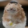 Nicobar Archipelago's profile picture