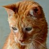 Фото профиля 🐈⬛🐈 Paige, Mogwai, Scooby & 👼MrK 🐱