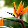 Strelitzia🐾's profile picture