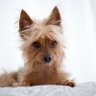 Фото профиля Yorkie Time