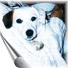 Wheelsdog's profile picture