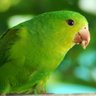 Pajaro Gordo's profile picture