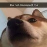 Lonesome Doge 🇻🇦 的头像