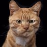 ПолИс profil fotoğrafı