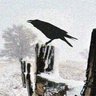 Фото профиля blackbird9