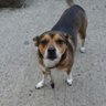 Фото профиля KyHoundDog