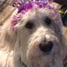 Suanne Gilleland's profile picture
