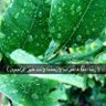 Фото профиля "ياقوته"