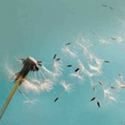 Soulseeds's profile picture