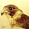 Profilbild von ﮼مرزوق،،،العتيبي،،