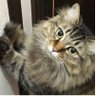いたちょう🍀好きなものにかこまれて♡ 的头像