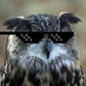 Patrik profil fotoğrafı