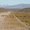 Patagónico profil fotoğrafı