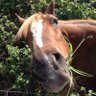 lying dog face pony soldier's profile picture