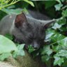 Fairy Cat Mother's profile picture