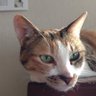 れの@今日も元気で♬ profil fotoğrafı
