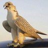 Fahad's profile picture