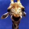 Profilbild von Sossar
