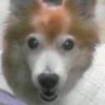 つばさ's profile picture