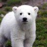 タンクマッチ 的头像