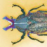 Фото профиля Neon Beetles