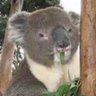JustLeafing's profile picture