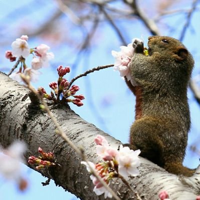 Hamamatsu_ABA's profile picture